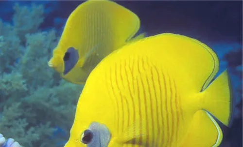 带你认识水族箱中的珊瑚砂