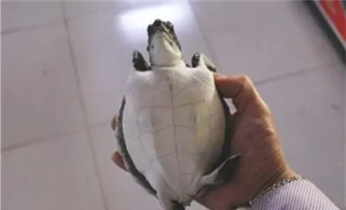 淡化海龟的真真假假