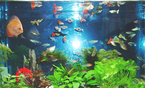 净化水族箱水质的方法