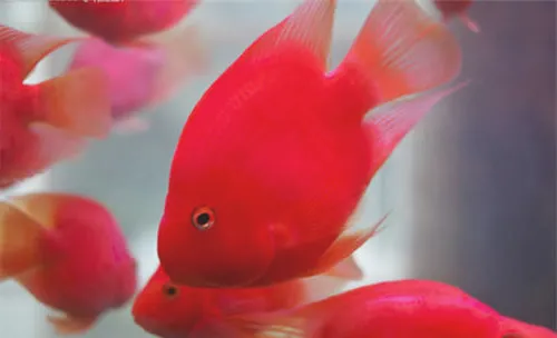 照明设备对水族箱的作用分析