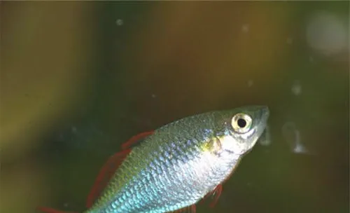 水族箱下盐的原理及作用