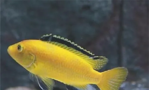 非洲王子鱼的饲养注意事项