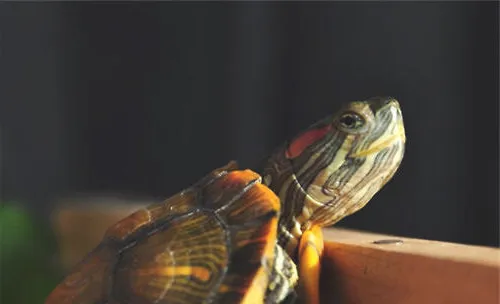 巴西龟饲养水位建议