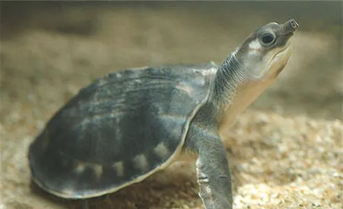 购买宠物龟要注意防骗