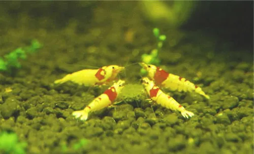 水晶虾幼虾怎么养？要注意什么？