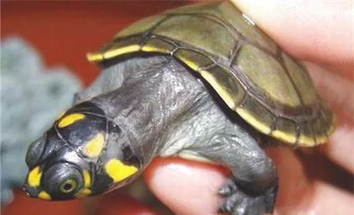 黄头侧颈龟过冬要注意什么？