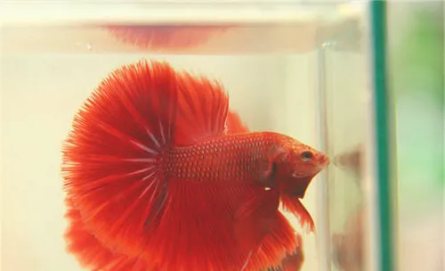 水族箱加热棒的选购要点