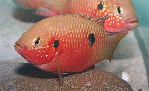 水族箱下盐的原理及作用