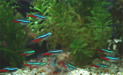 红虫和丰年虾对观赏鱼的优缺点