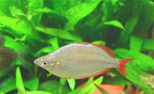 水族箱下盐的原理及作用