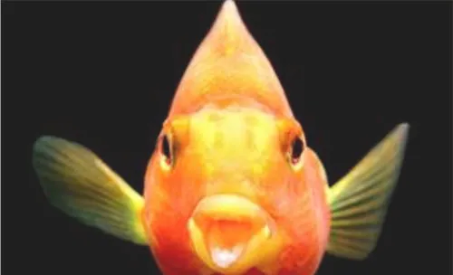 人造光源对水草的影响