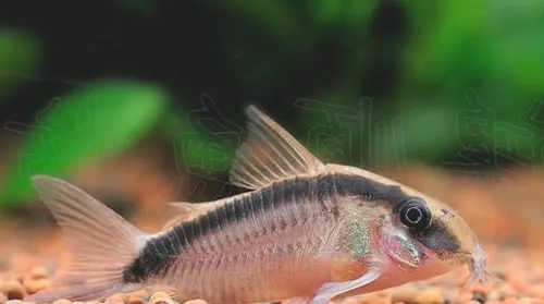 印第安鼠的饲养环境