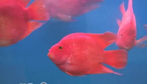 血鹦鹉的外形特点