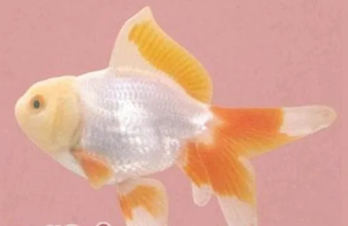五鳍相逢的喂食要点