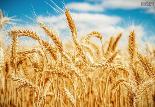 2020年1月小麦价格行情 来看看业内人士分析
