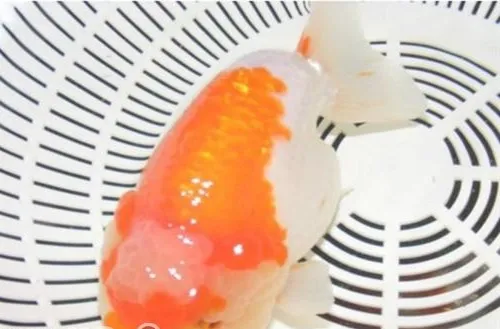 元宝红的喂食要点