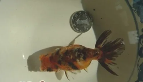 棕色高头翻鳃金鱼的喂食要点