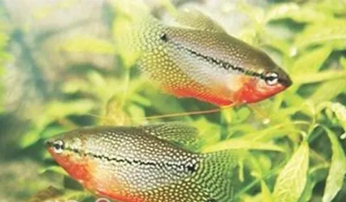 珍珠马甲的外形特点