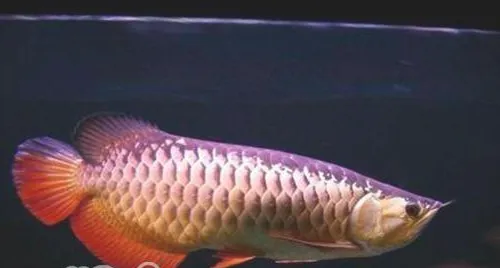 星点龙鱼的外形特点