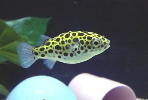 潜水艇鱼的饲养环境