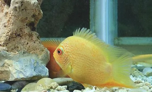 金菠萝鱼的喂食要点