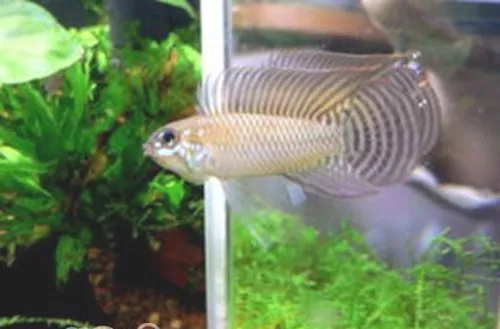 红珍珠短鲷的喂食要点