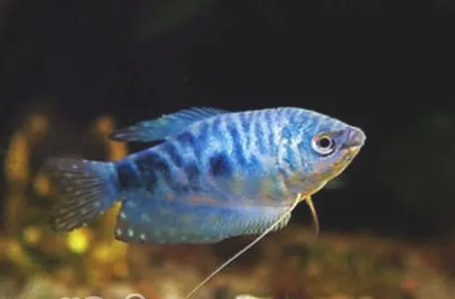 蓝星鱼的品种简介