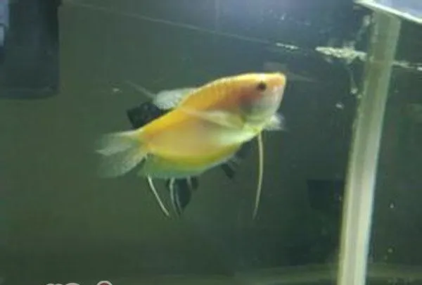 黄曼龙鱼的饲养环境