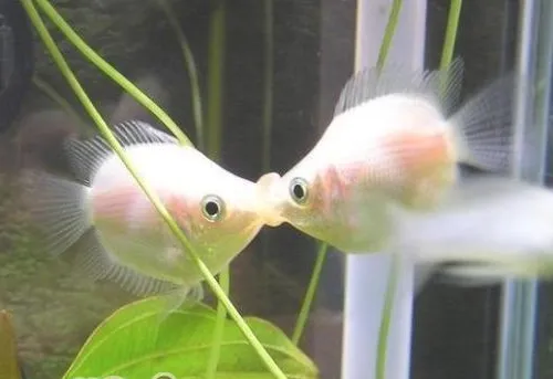 接吻鱼的饲养环境