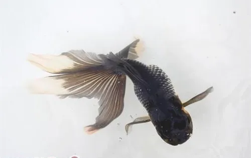 蓝高头的外形特点