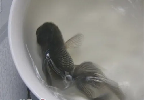 蓝高头的喂食要点