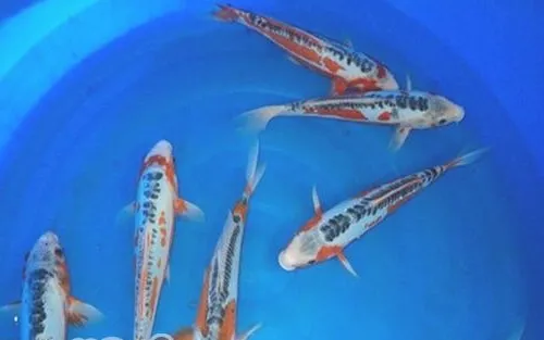 秋翠锦鲤的品种简介