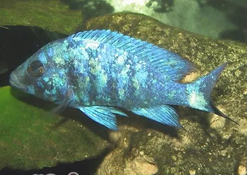 蓝宝石鱼的外形特点