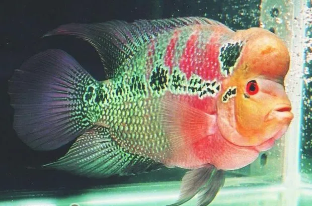 花罗汉的饲养环境