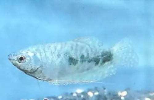 蓝星鱼的饲养环境