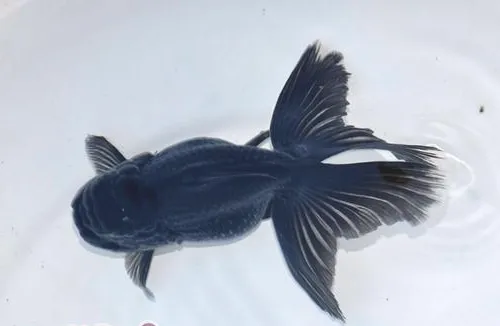 蓝高头的品种简介