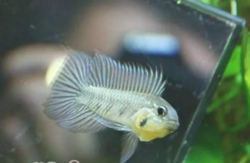 黑间短鲷的品种简介