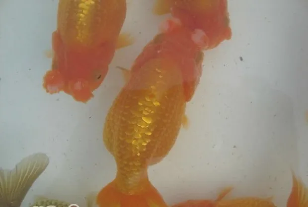 鹅头球的饲养环境