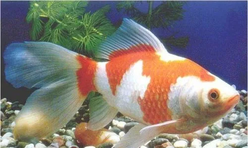 红白草金鱼的外形特点