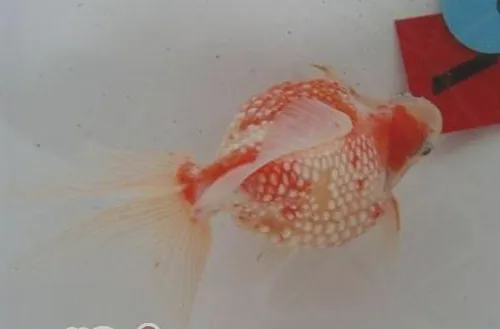 红白珍珠鳞的喂食要点
