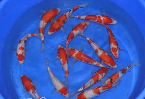 红白锦鲤的喂食要点