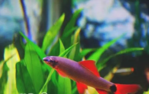 彩虹鲨的喂食要点