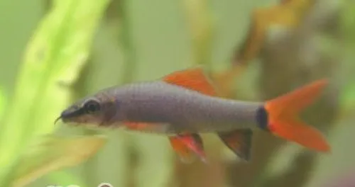 彩虹鲨的饲养环境