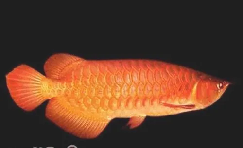 橙红龙鱼的品种简介