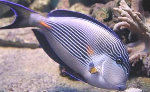 红海骑士的喂食要点