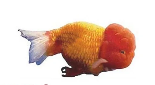 红虎头金鱼的品种简介