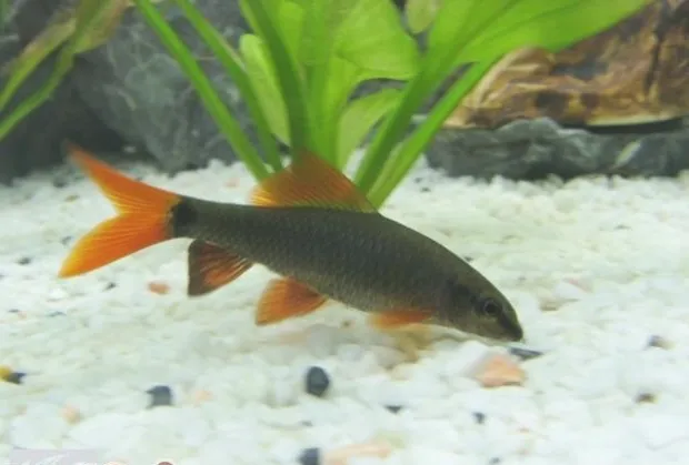 红尾黑鲨的喂食要点