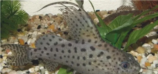 反游猫的喂食要点