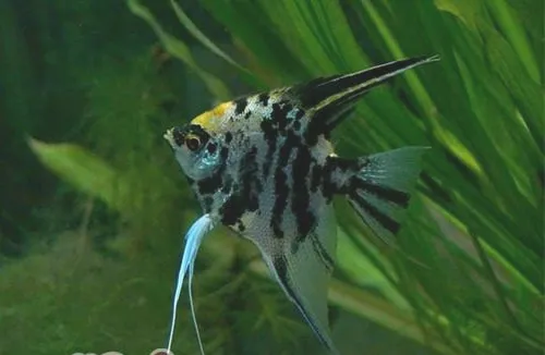 熊猫燕鱼的繁殖要点