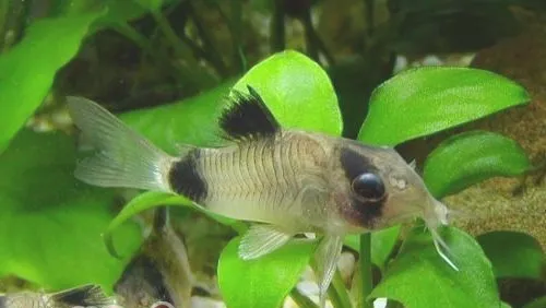 熊猫鼠鱼的繁殖特征